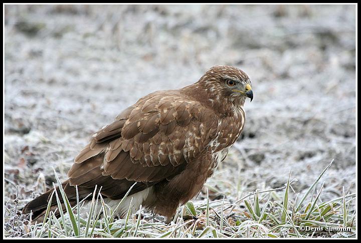 buse variable
